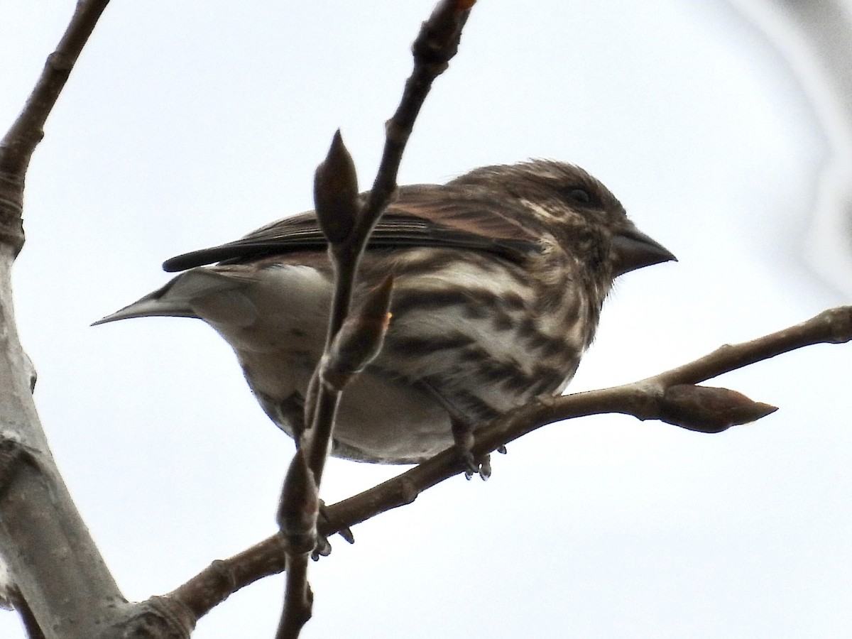 purpurfink - ML645695284