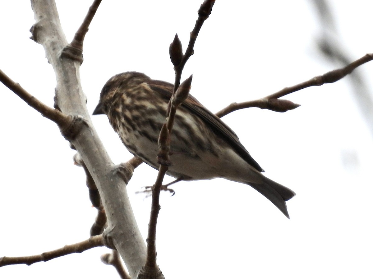 purpurfink - ML645695285