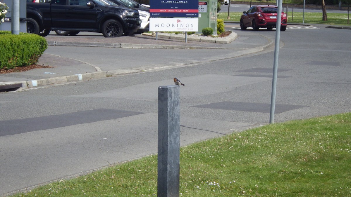 pionérsvale - ML645695287