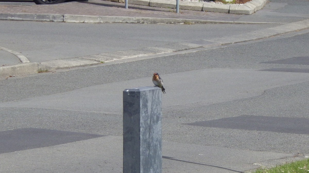 pionérsvale - ML645695288