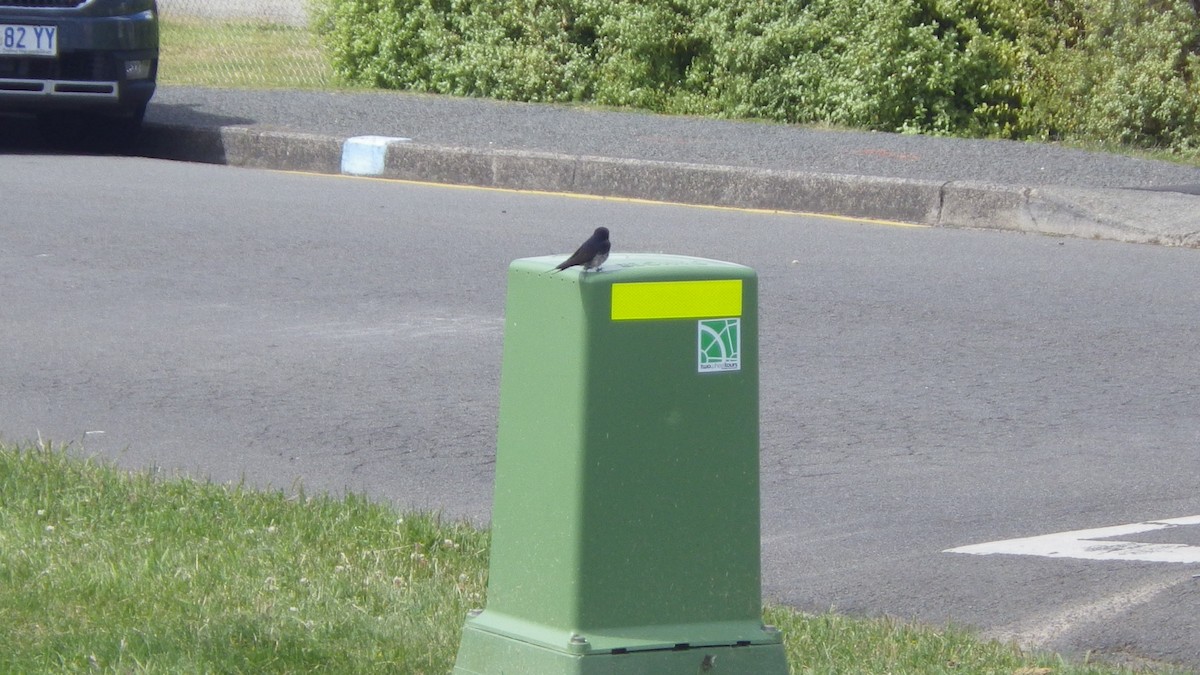 pionérsvale - ML645695289