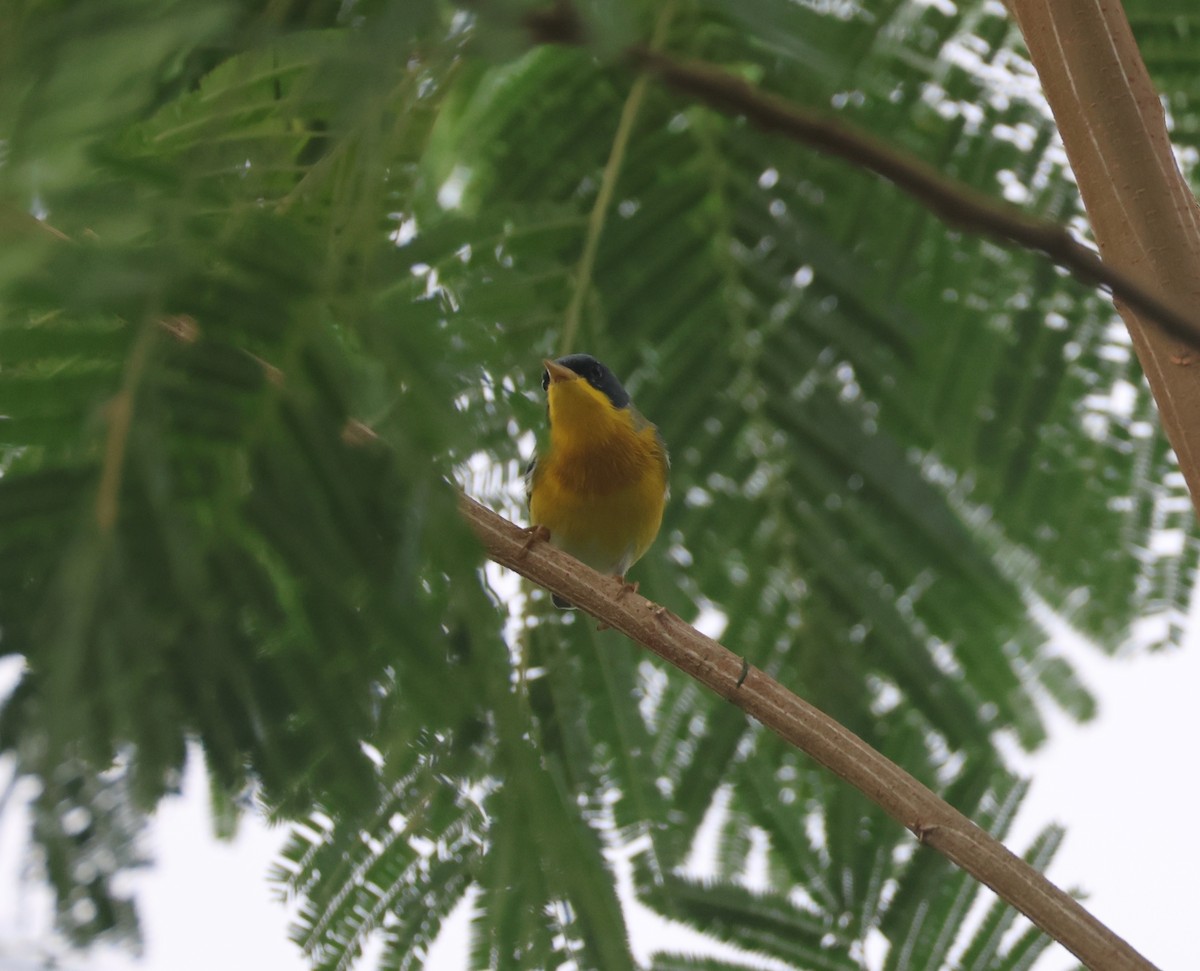 ildparula - ML645695290