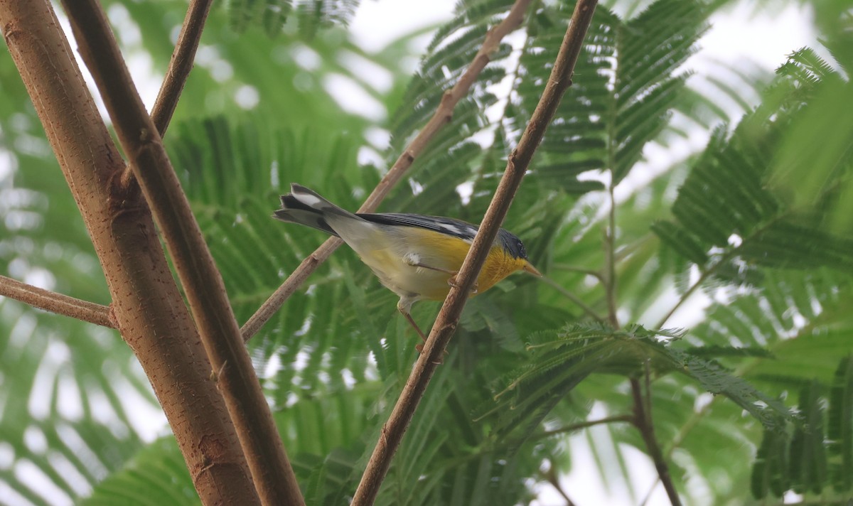 ildparula - ML645695291