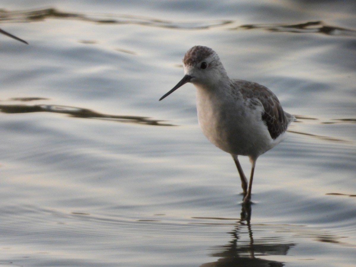 lappspove - ML645695293