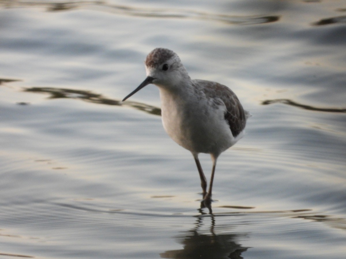 lappspove - ML645695294