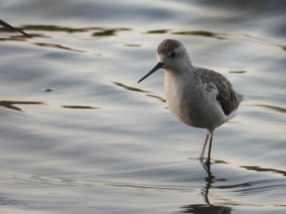 lappspove - ML645695295