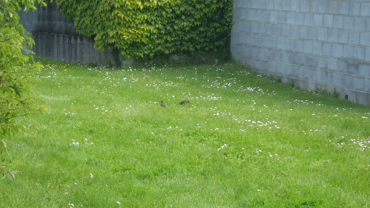 svarttrost - ML645695296