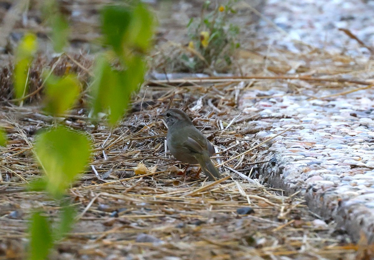 olivenspurv - ML645695297