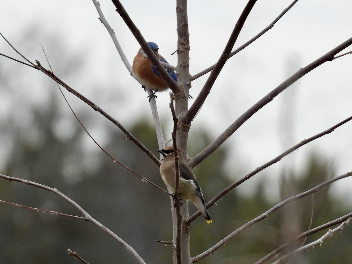 einersidensvans - ML645695298