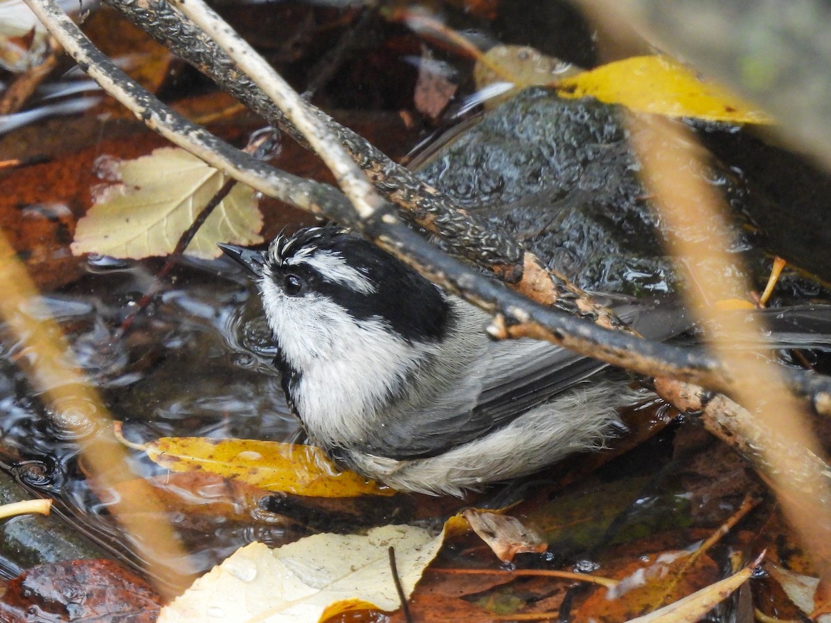 bergmeis - ML645695300