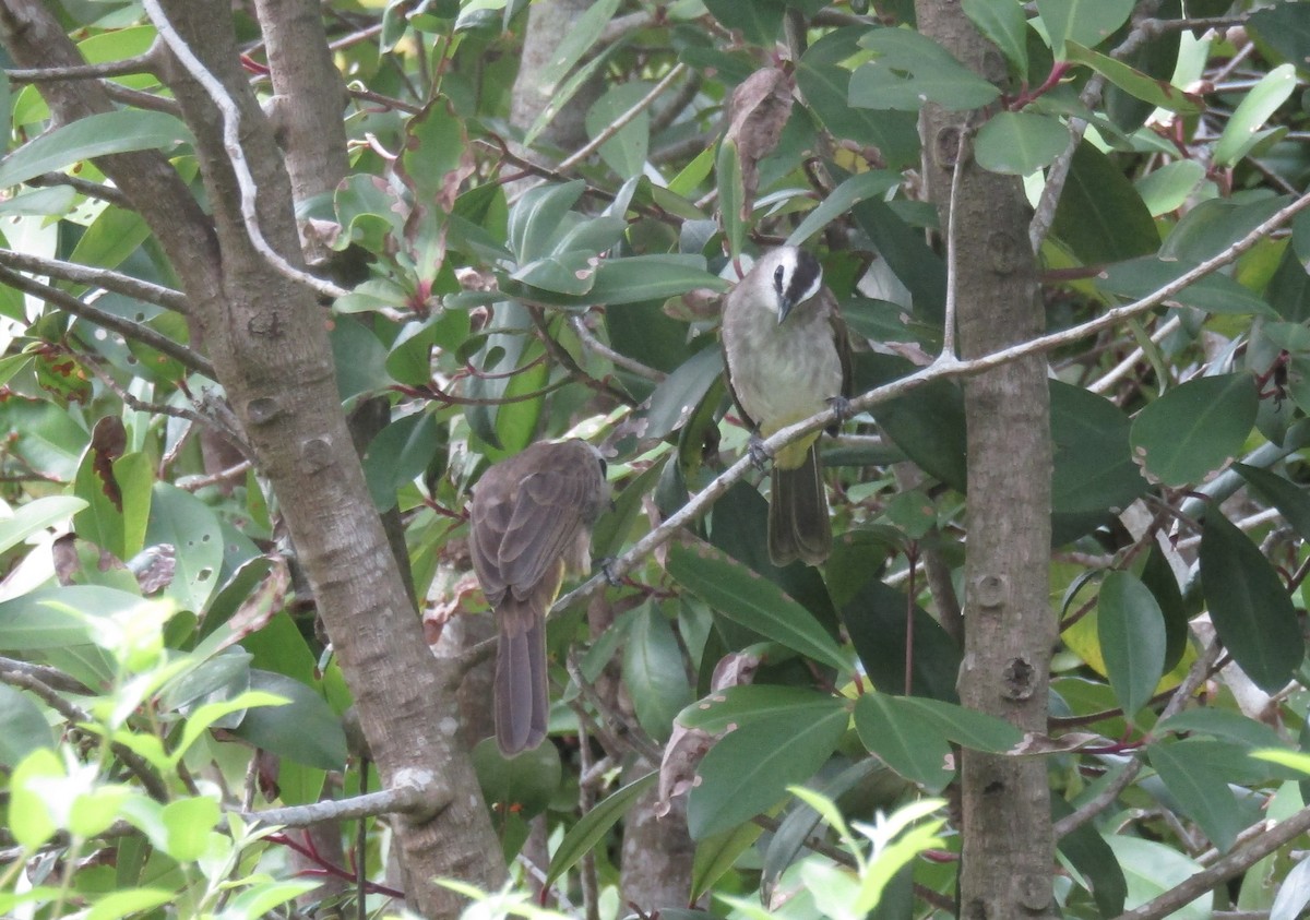 Yellow-vented Bulbul - ML645695301