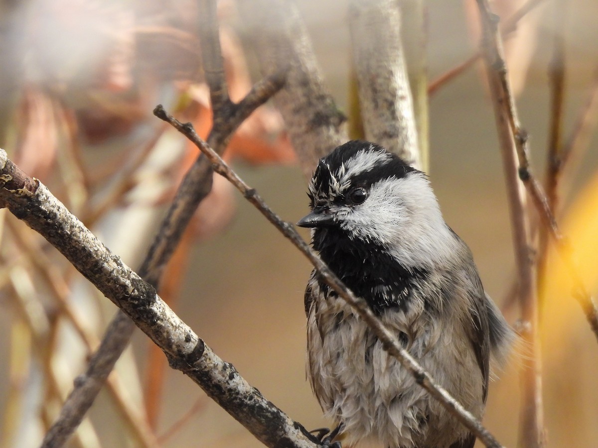 bergmeis - ML645695302