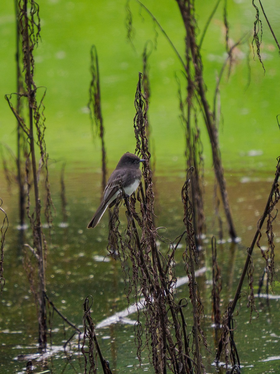 svartfibi - ML645695303