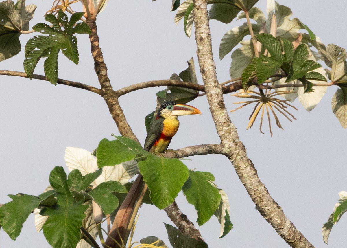 Curl-crested Aracari - ML645695306