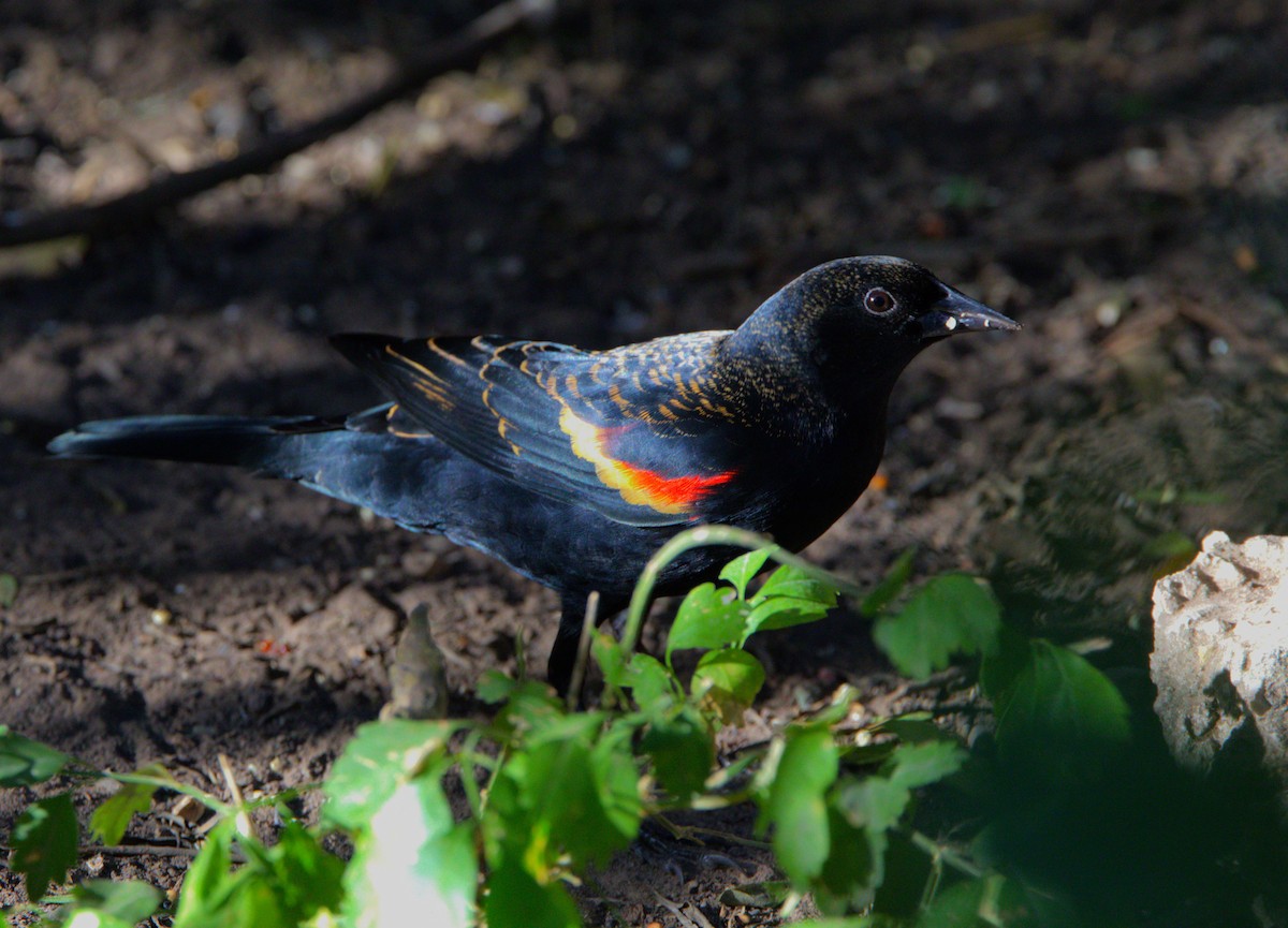 Red-winged Blackbird - ML645695312