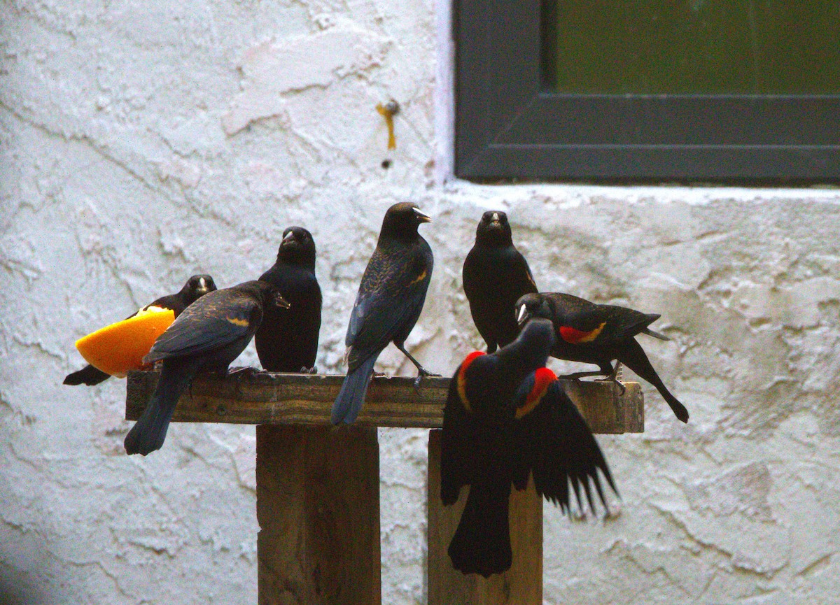 Red-winged Blackbird - ML645695313