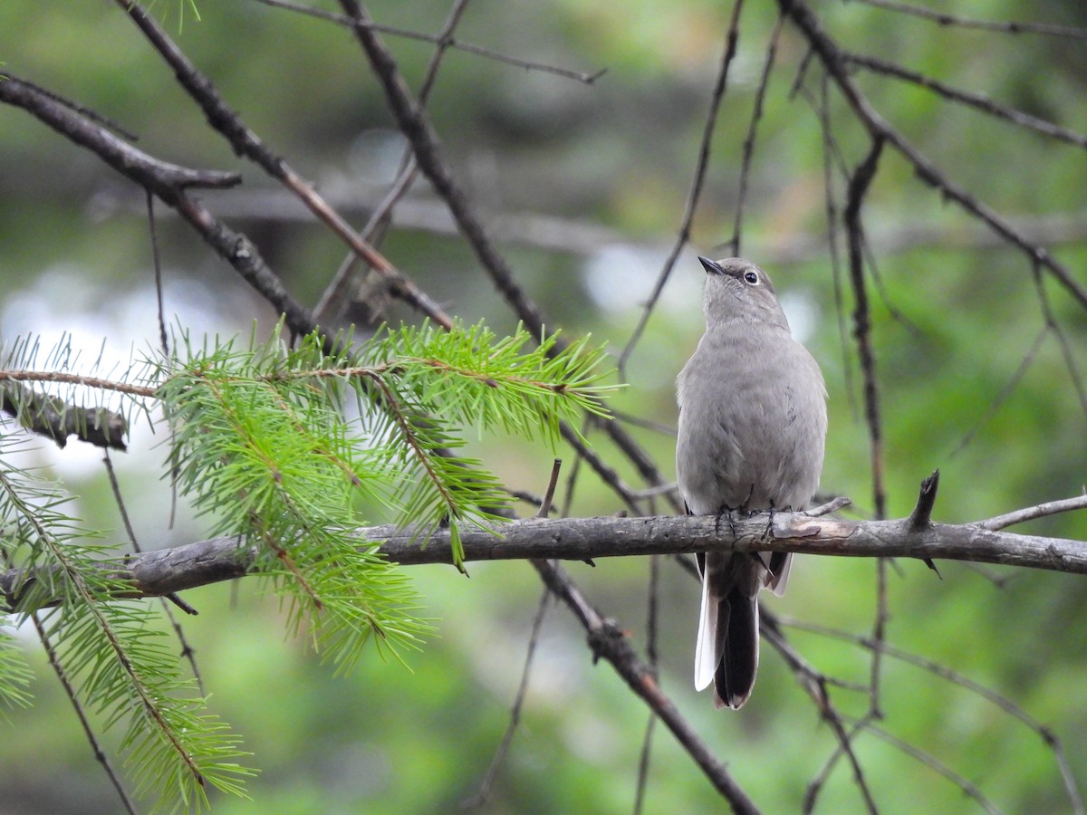 Townsend's Solitaire - ML645695324