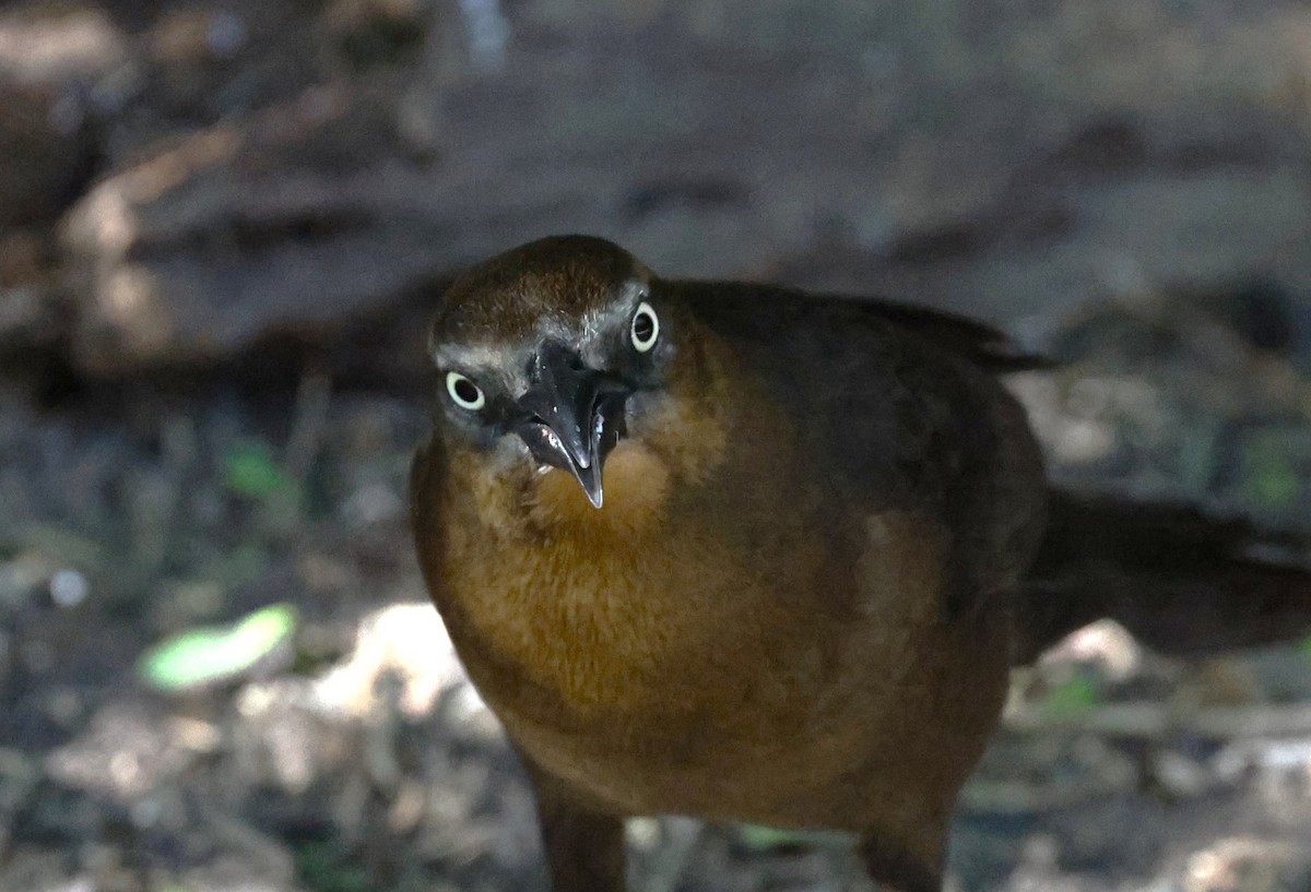 Great-tailed Grackle - ML645695327