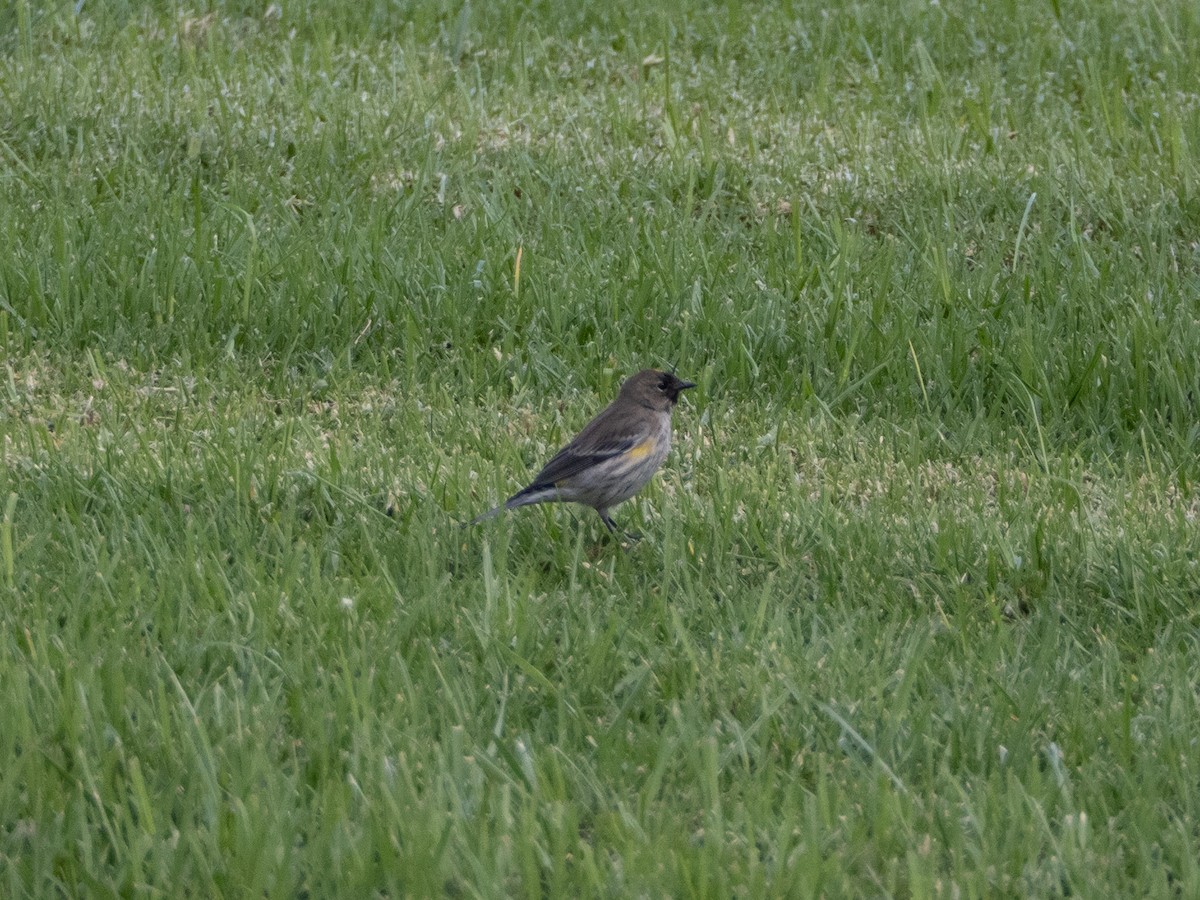 Yellow-rumped Warbler (Audubon's) - ML645695331