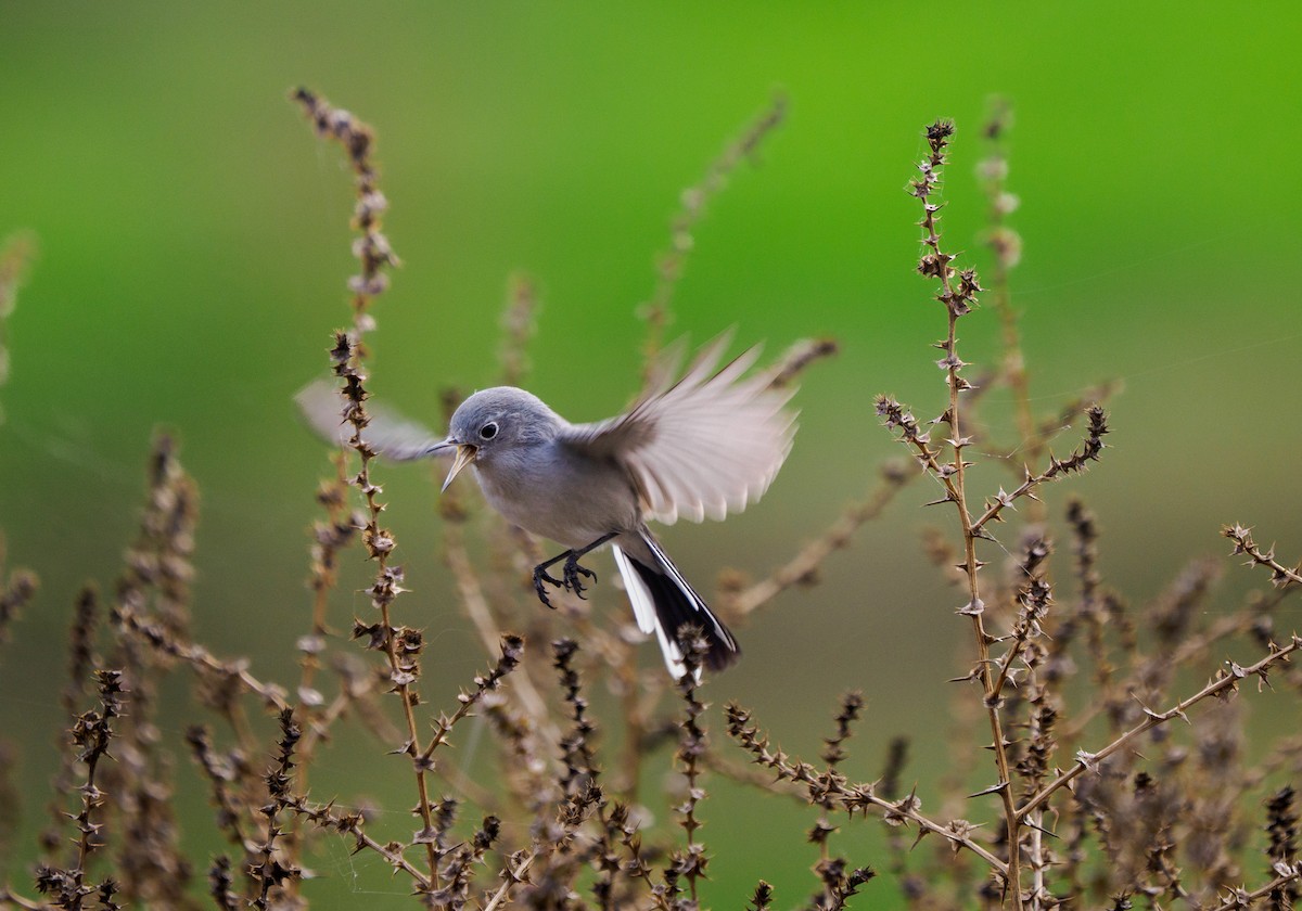 Голубая комароловка - ML645695332