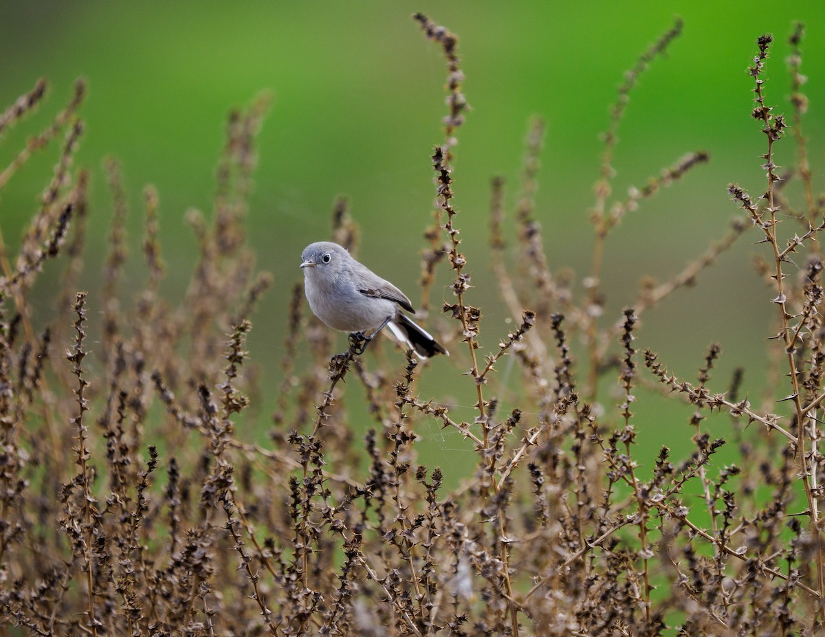 Голубая комароловка - ML645695333