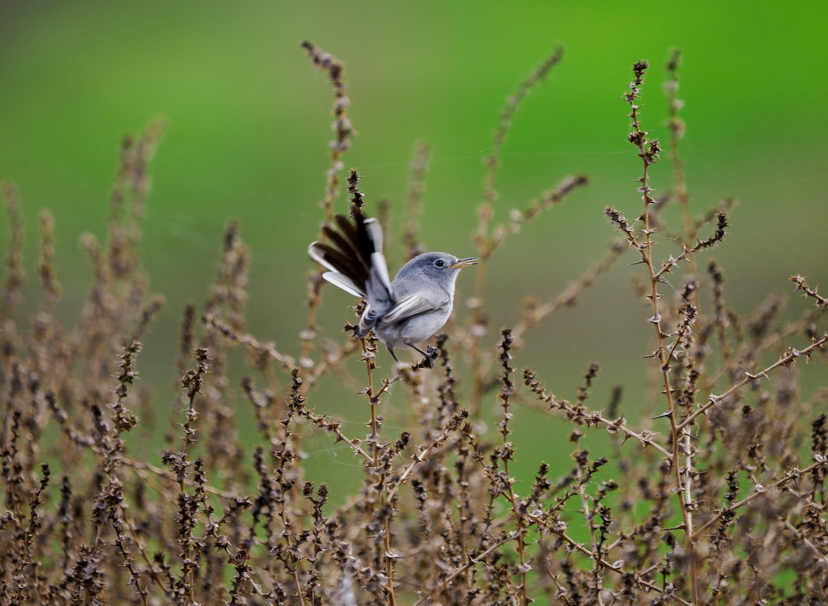 Голубая комароловка - ML645695334