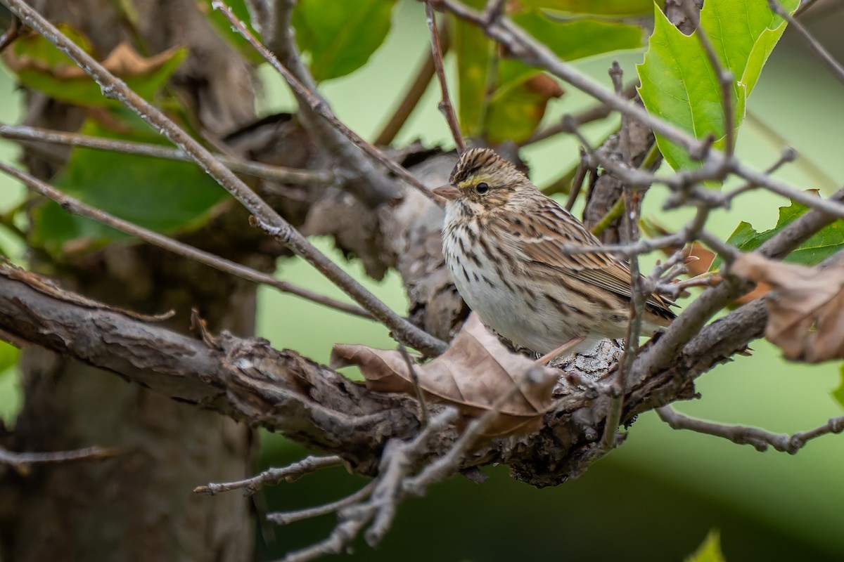 Bruant des prés - ML645695347