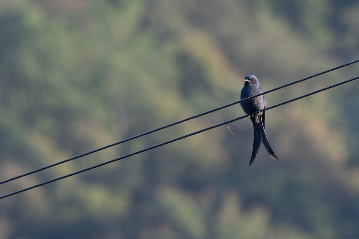 Graudrongo - ML645695352