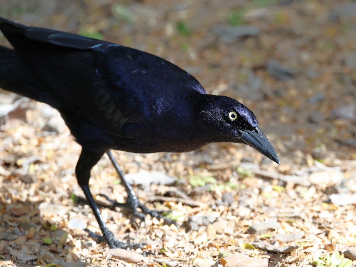 Great-tailed Grackle - ML645695353