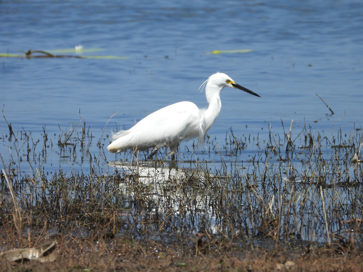 Aigrette garzette - ML645695354