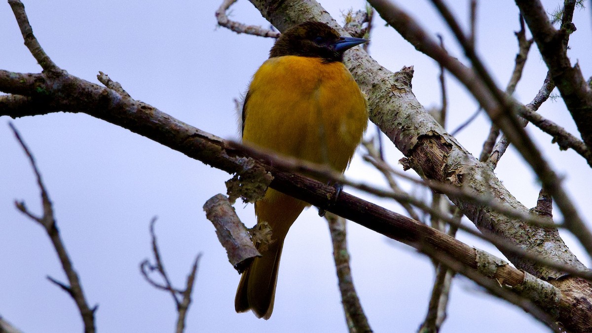 Oriole de Baltimore - ML645695357