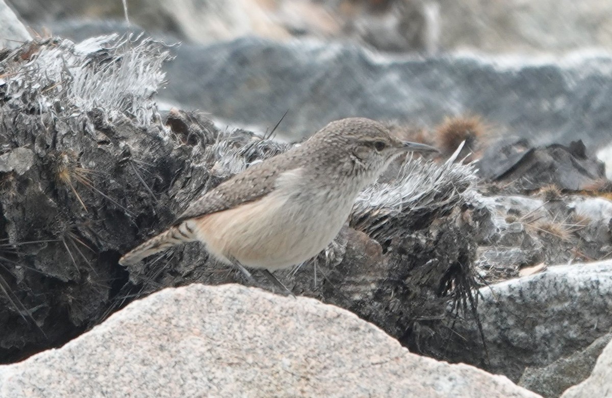 Troglodyte des rochers - ML645695361