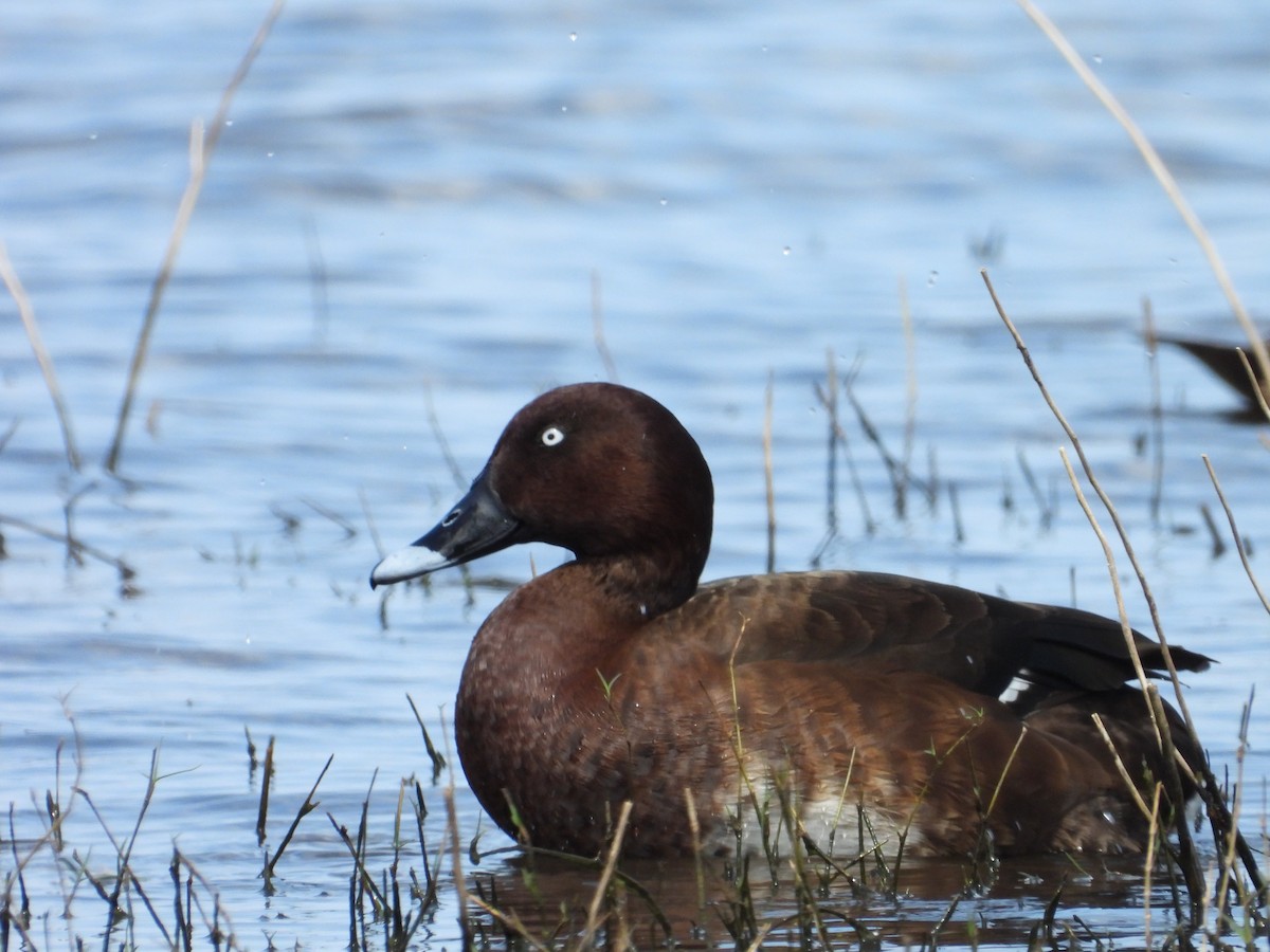 Fuligule austral - ML645695362