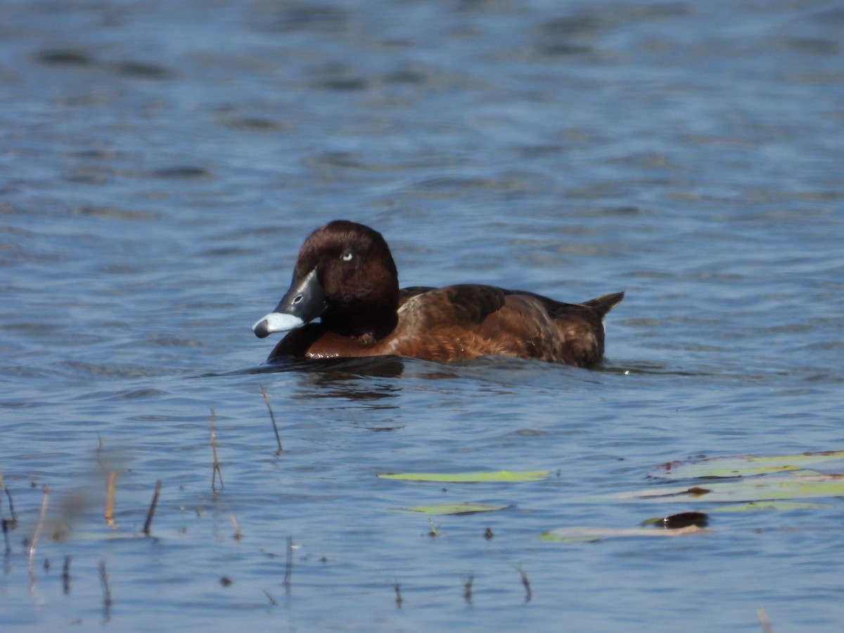 Fuligule austral - ML645695363