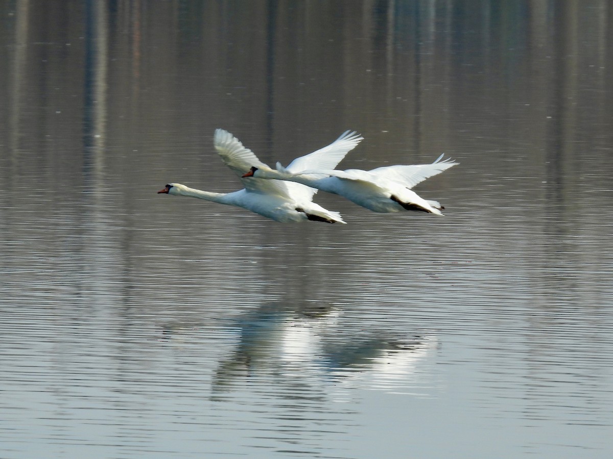 Cygne tuberculé - ML645695364