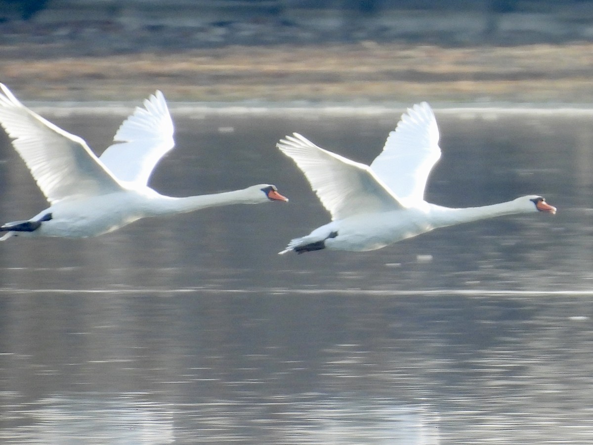 Cygne tuberculé - ML645695365