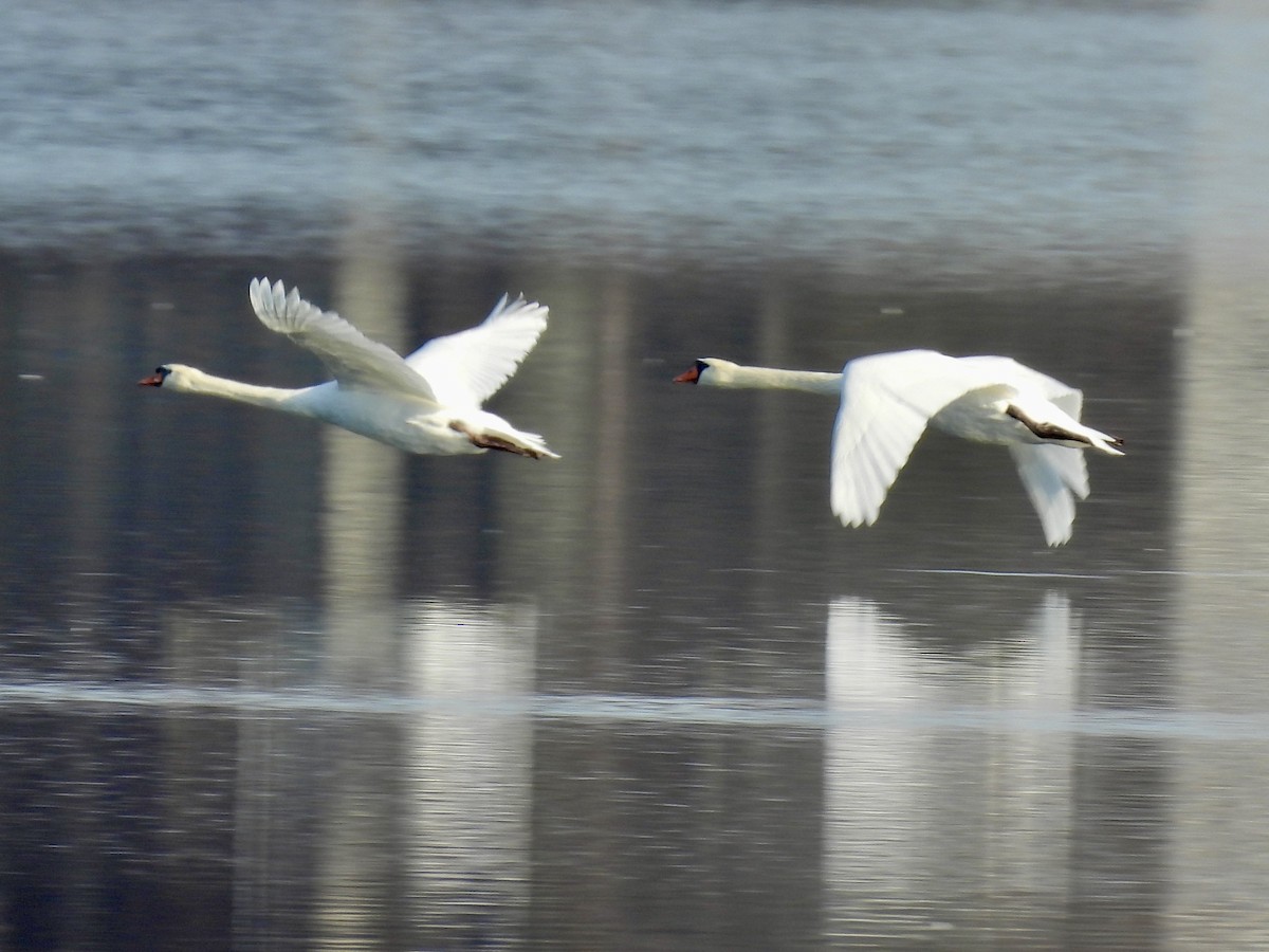 Cygne tuberculé - ML645695366