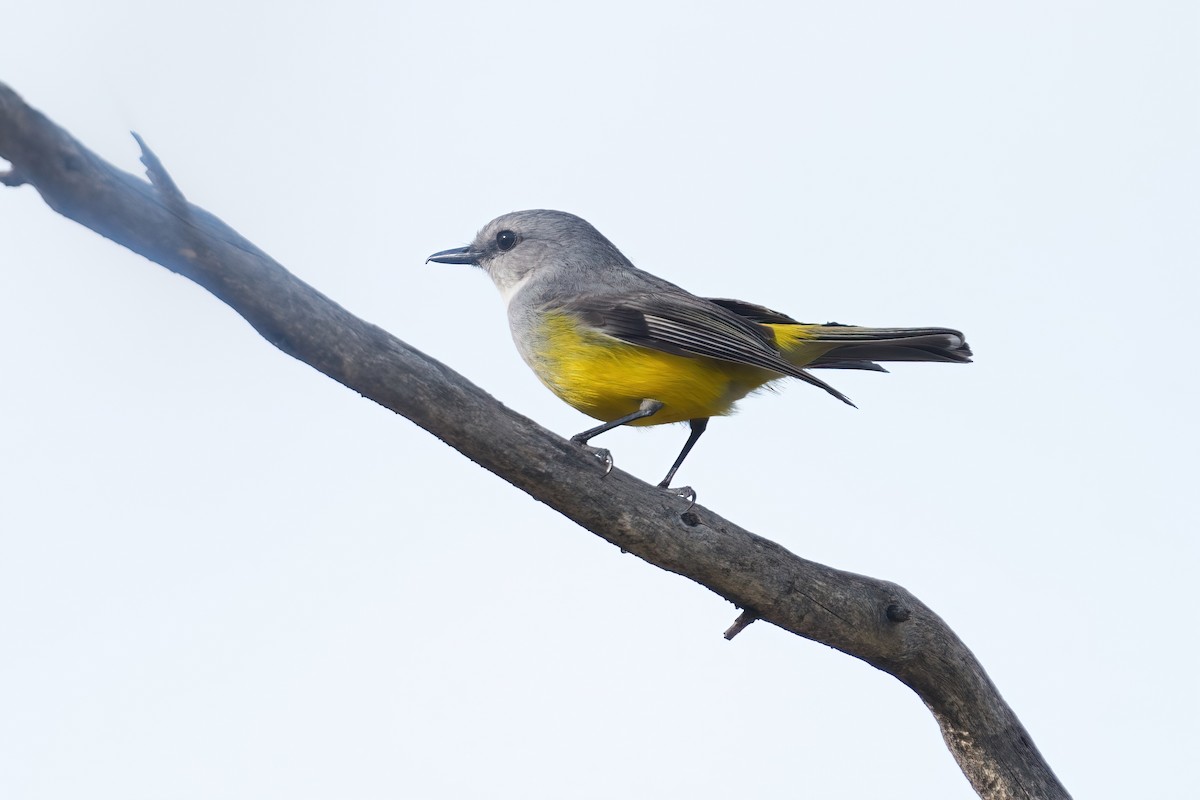 Miro à poitrine grise - ML645695367