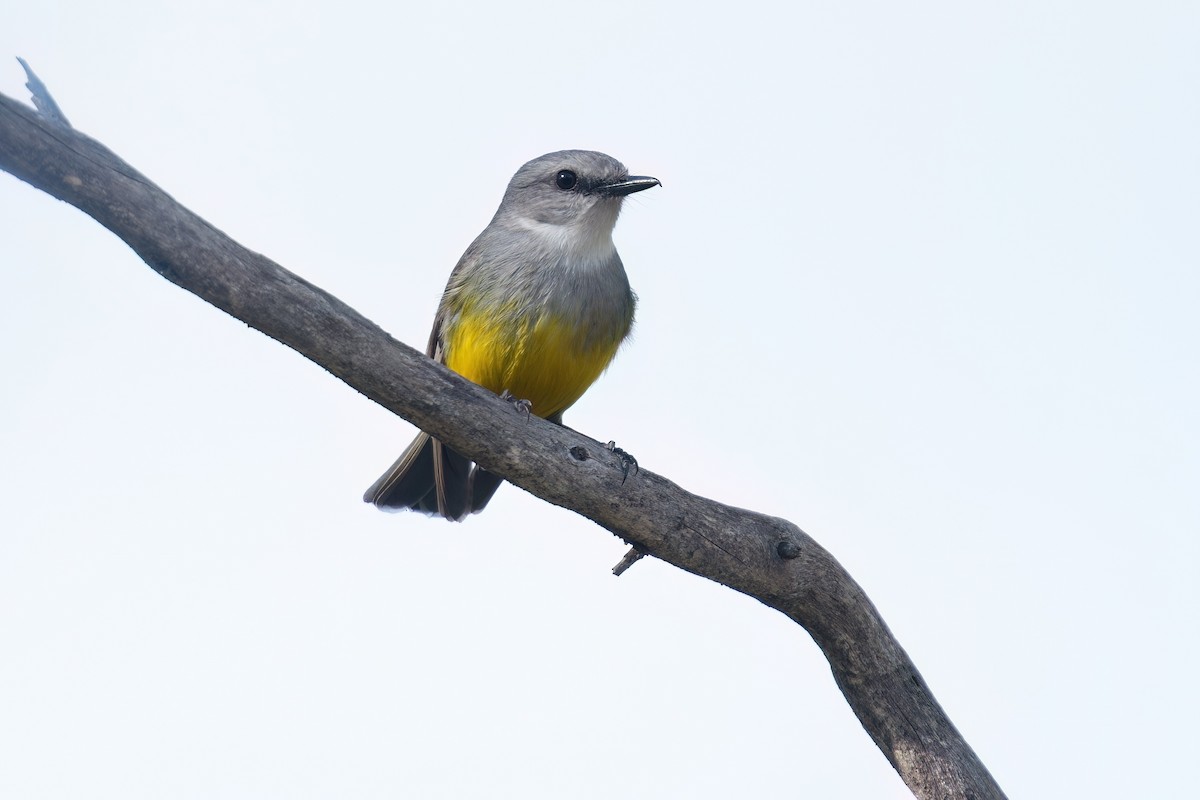 Miro à poitrine grise - ML645695368