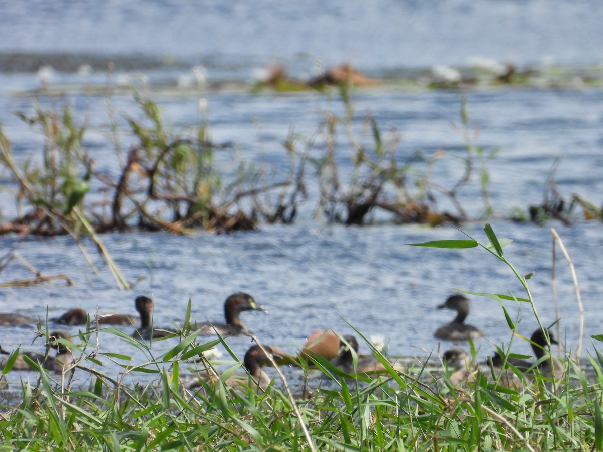 Grèbe australasien - ML645695369