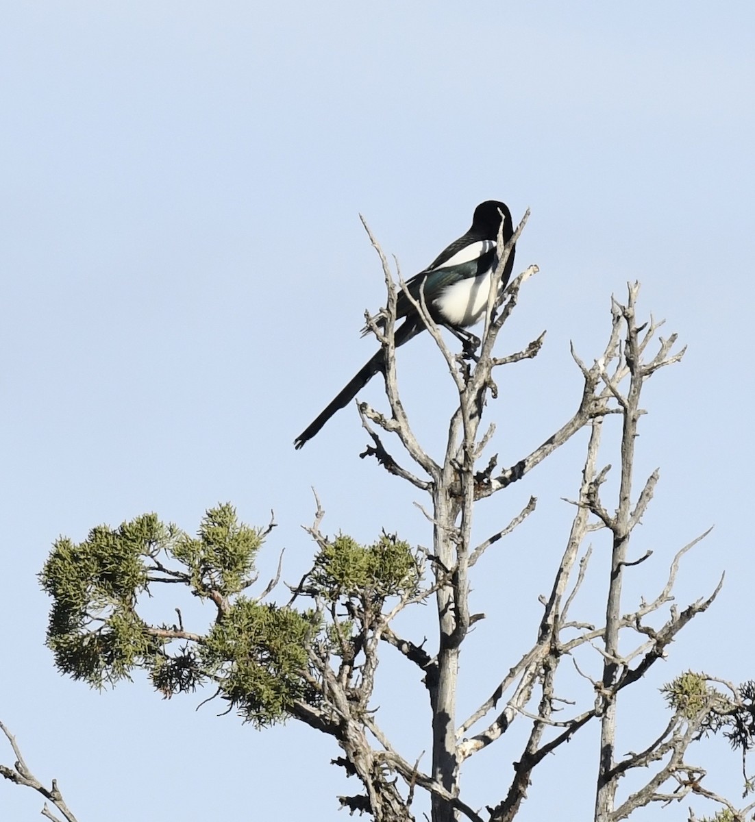 Pie d'Amérique - ML645695371