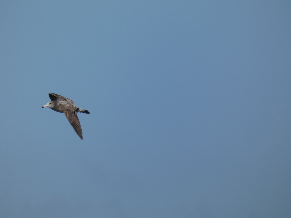 黑尾鷗 - ML645695372