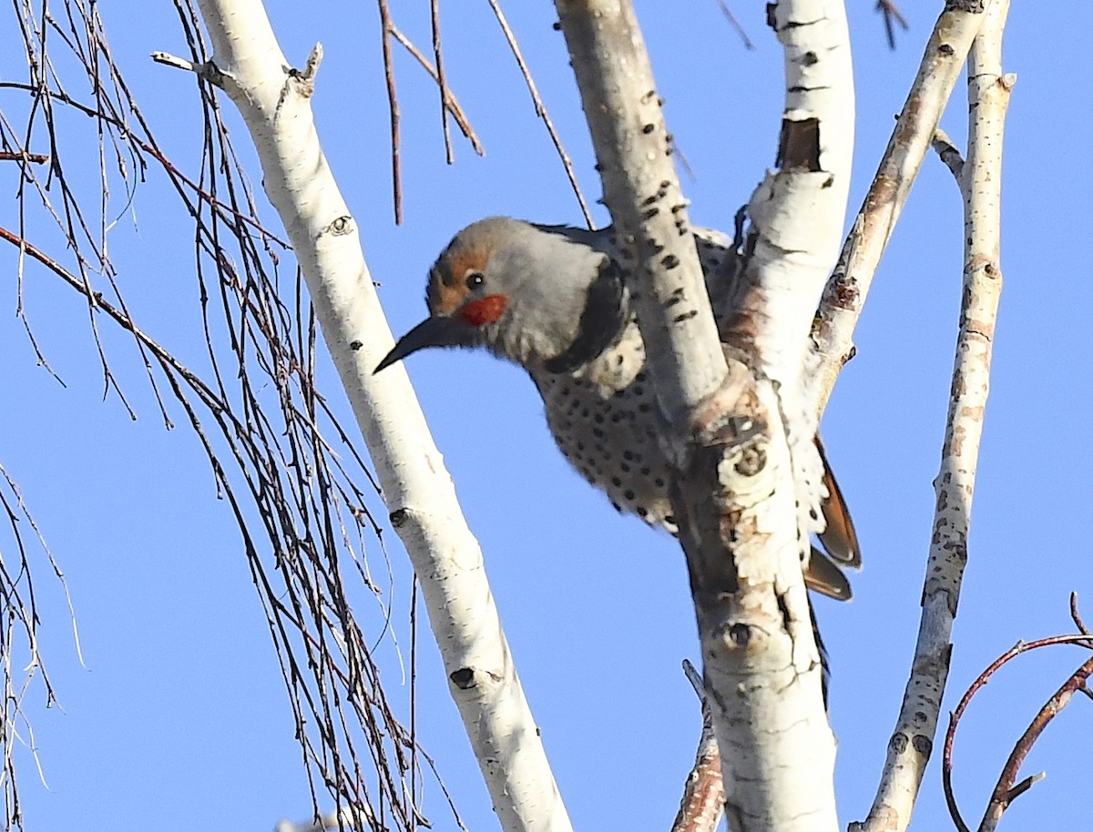 Pic flamboyant - ML645695375