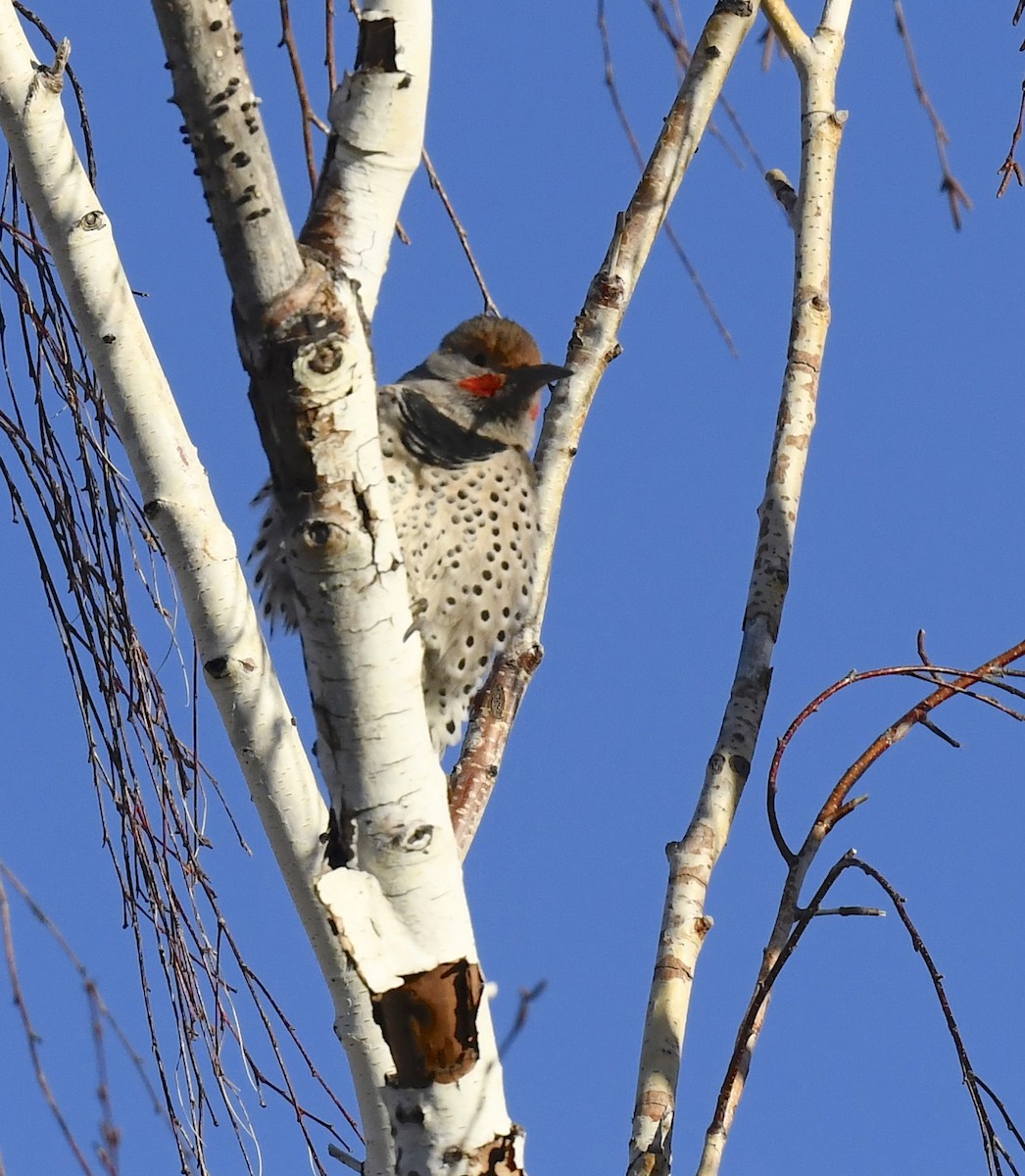 Pic flamboyant - ML645695376