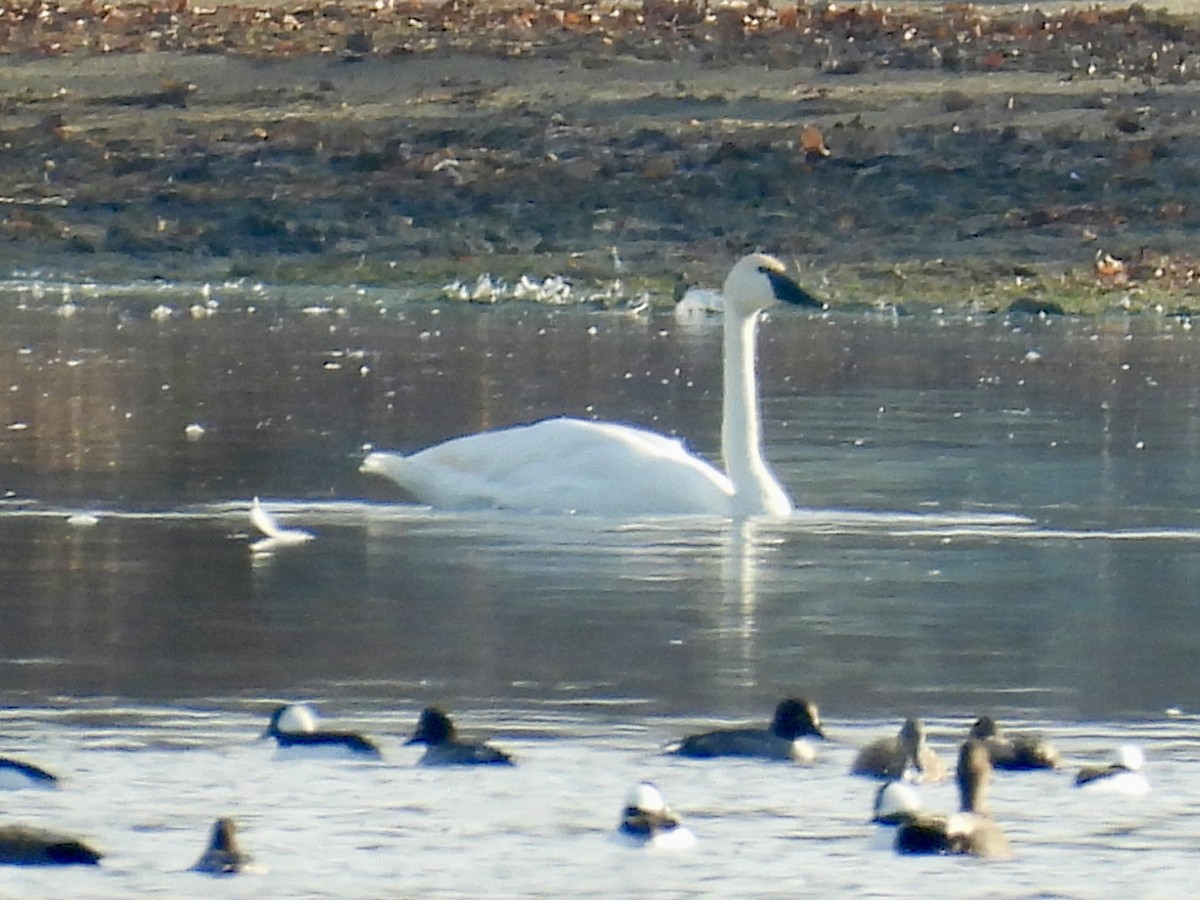 Cygne trompette - ML645695377
