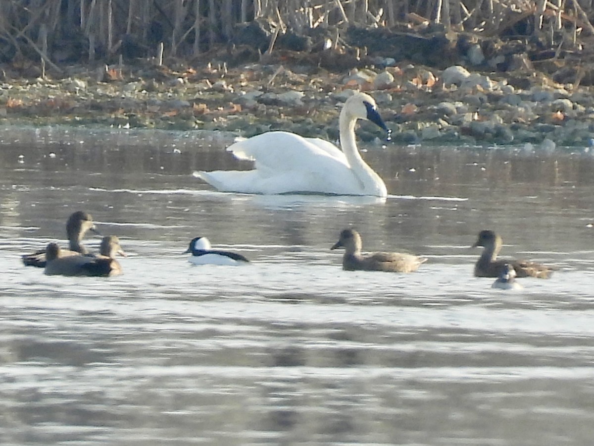 Cygne trompette - ML645695378