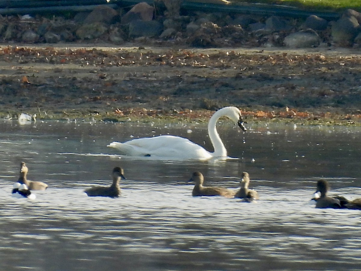 Cygne trompette - ML645695379