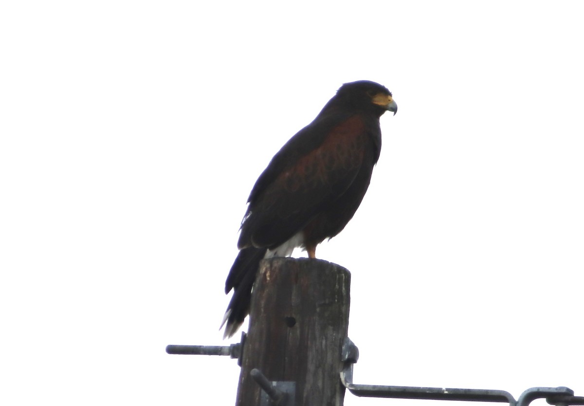 Buse de Harris - ML645695380