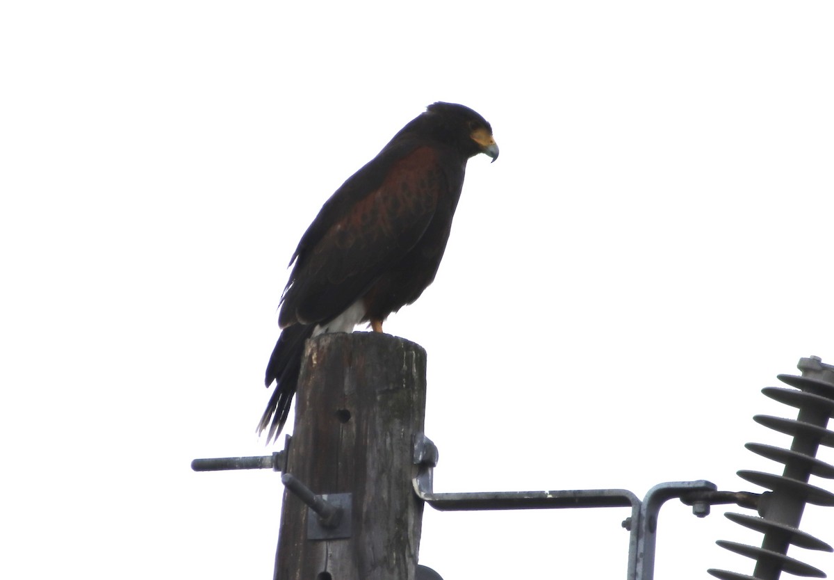 Buse de Harris - ML645695381