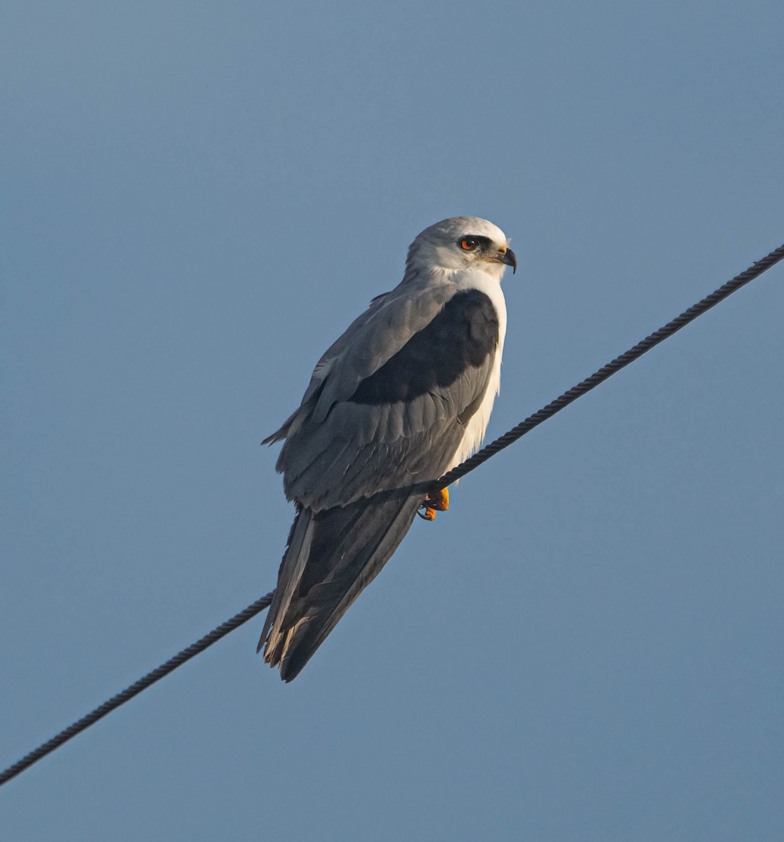 Élanion à queue blanche - ML645695382